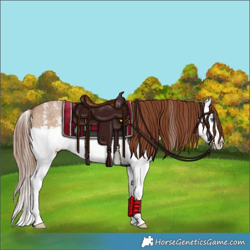 Horse Color:Red Dun Sabino Splash Rabicano 