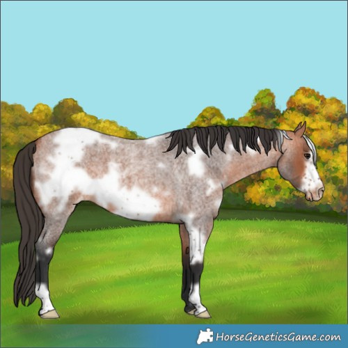 Horse Color:White Spotted Bay Roan Frame Varnish 