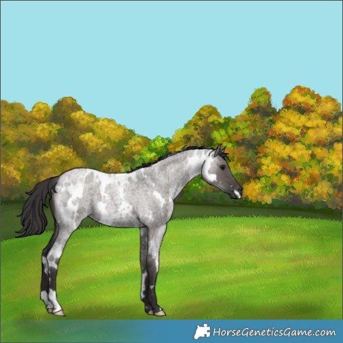 Horse Color:White Spotted Smoky Grullo Roan 