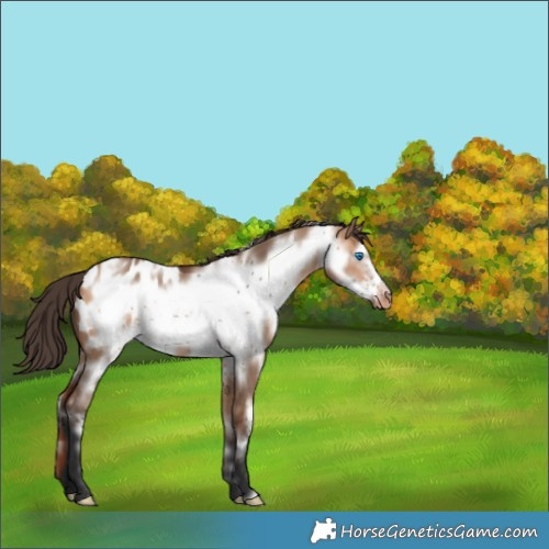 Horse Color:White Spotted Bay Dun Frame Appaloosa 