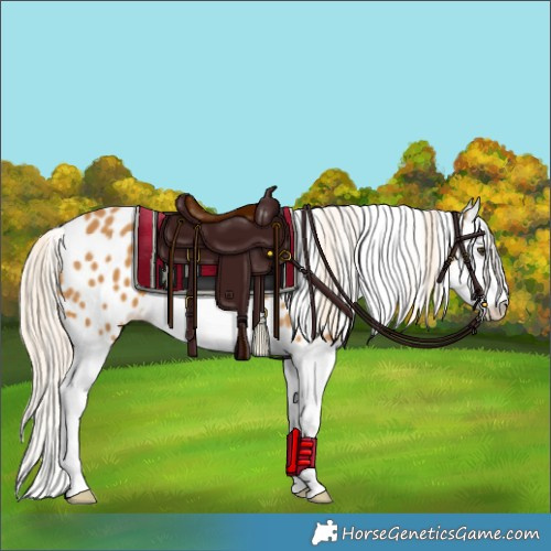 Horse Color:Palomino Splash Appaloosa 