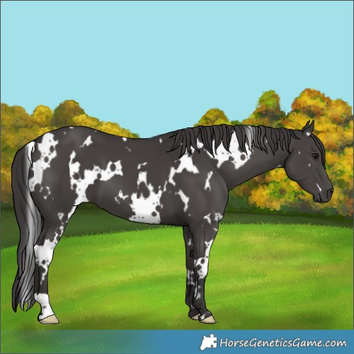 Horse Color:White Spotted Smoky Black 