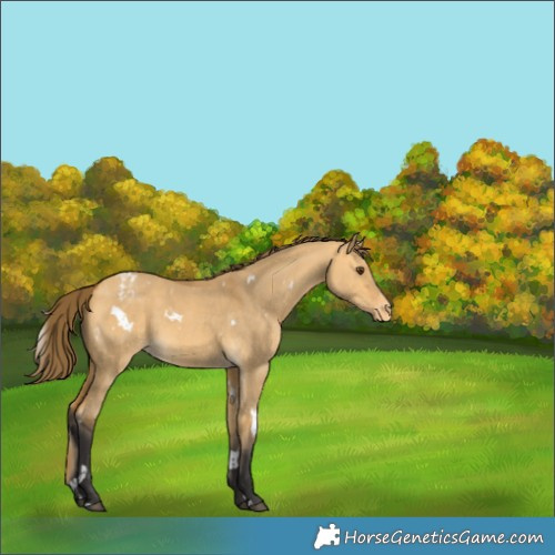 Horse Color:White Spotted Buckskin Dun Varnish 