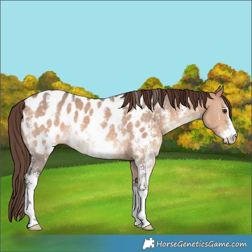 Horse Color:Bay Dun Sabino Appaloosa 
