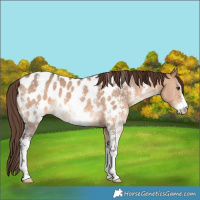Horse Color:Bay Dun Sabino Appaloosa 
