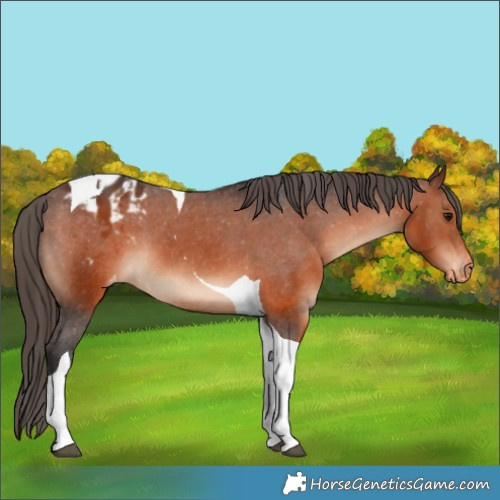 Horse Color:Brown Tobiano Varnish 