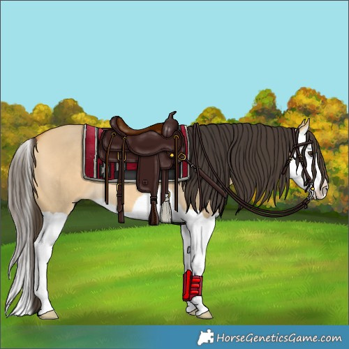 Horse Color:Buckskin Dun Splash