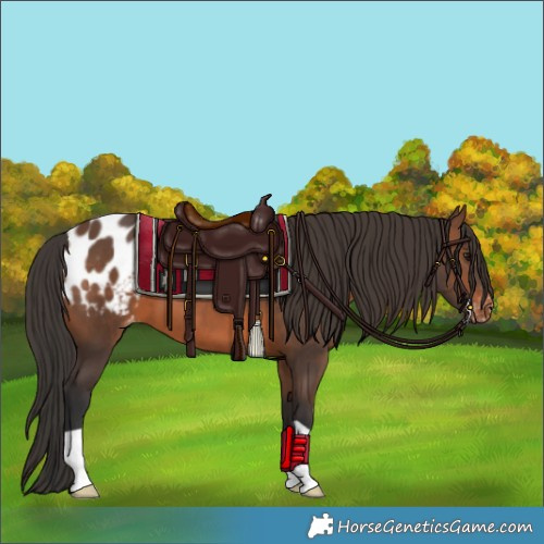 Horse Color:Brown Appaloosa