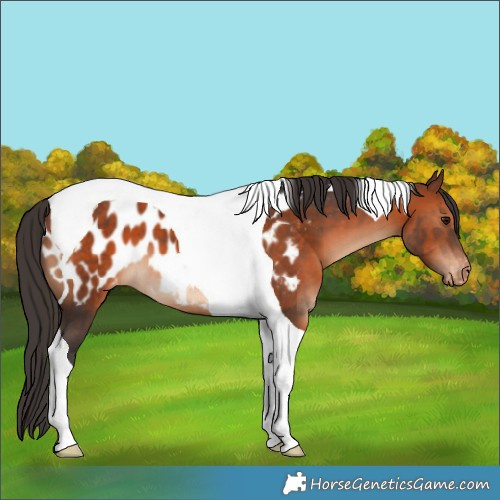 Horse Color:Brown Tobiano Blanket 