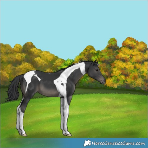 Horse Color:Black Tobiano 
