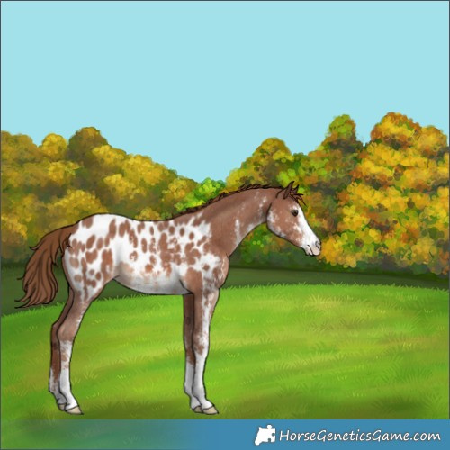 Horse Color:Chestnut Sabino Appaloosa 