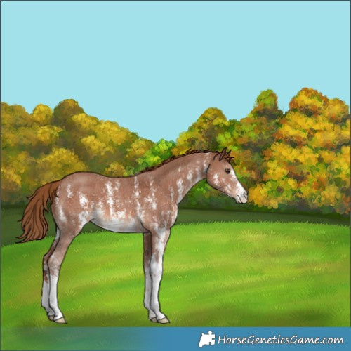 Horse Color:Chestnut Sabino 