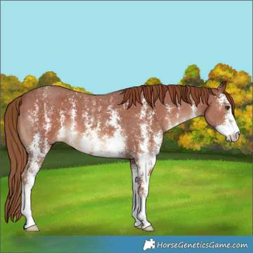 Horse Color:Chestnut Sabino 