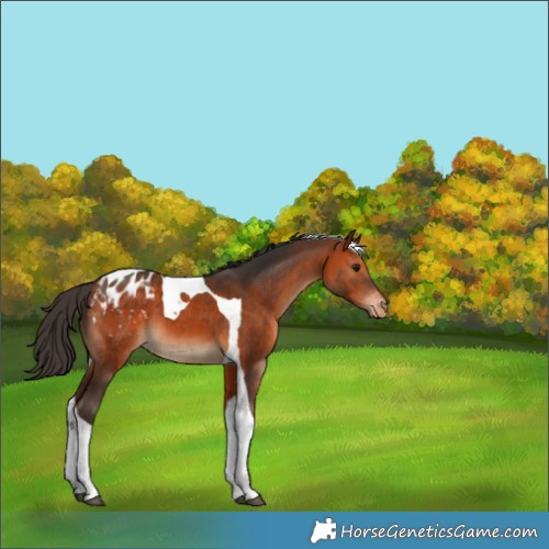 Horse Color:Bay Tobiano Appaloosa 