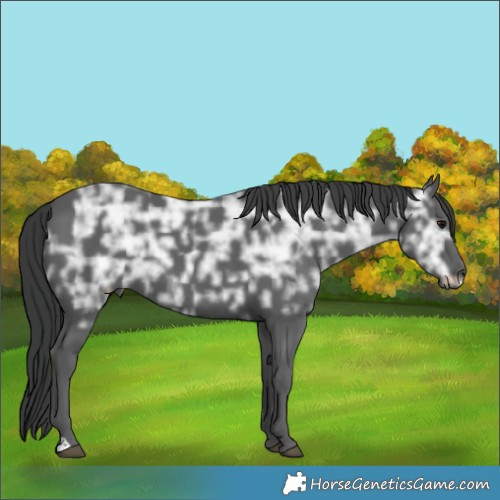 Horse Color:Black Ice 