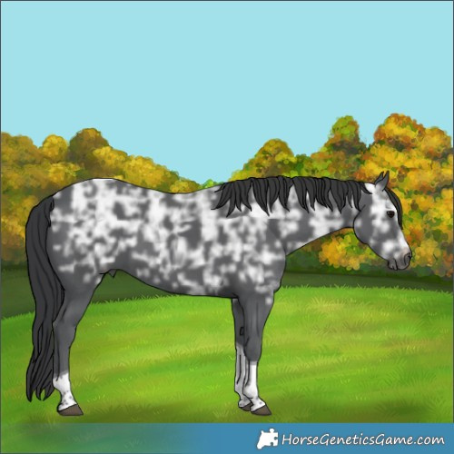 Horse Color:Black Ice Tobiano 