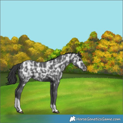 Horse Color:Black Ice Tobiano 