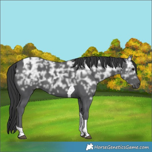 Horse Color:Black Ice Tobiano 