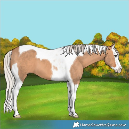 Horse Color:Silver Brown Dun Splash Tobiano 