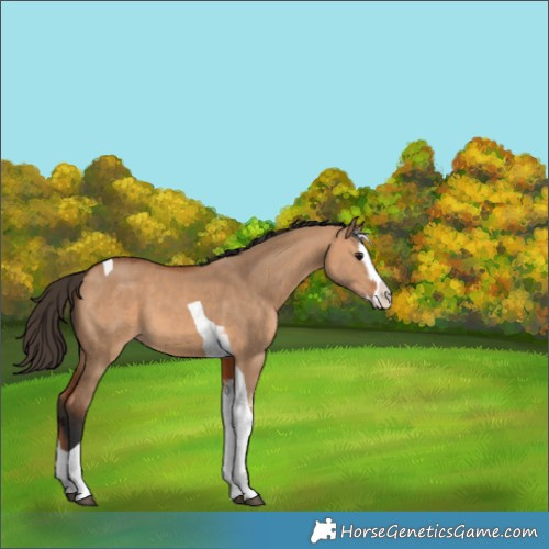 Horse Color:Bay Dun Splash Tobiano 