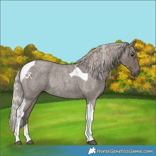 Horse Color:Silver Blue Roan Tobiano Rabicano