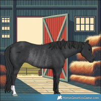 Horse Color:Black Rabicano 