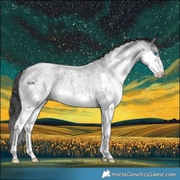 Horse Color:Blue Roan Splash Rabicano