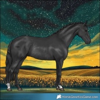 Horse Color:Black Rabicano 