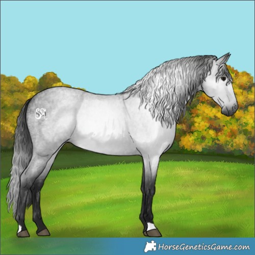 Horse Color:Gray Blue Roan Rabicano