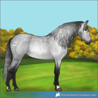 Horse Color:Gray Blue Roan Rabicano