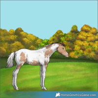 Horse Color:White Spotted Amber Champagne Tobiano