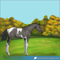Horse Color:Grullo Tobiano Rabicano