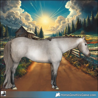 Horse Color:Gray Buckskin Dun Appaloosa Rabicano 