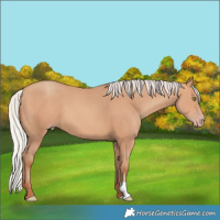 Horse Color:Silver Sable Champagne