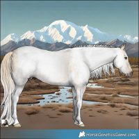 Horse Color:Gray Palomino Dun Tobiano Rabicano