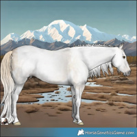 Horse Color:Gray Palomino Dun Tobiano Rabicano 