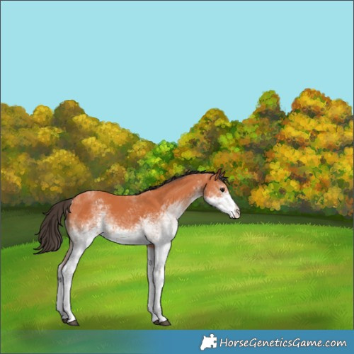 Horse Color:White Spotted Bay 