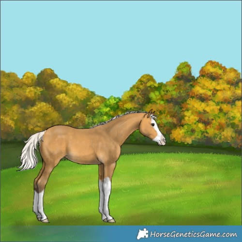 Horse Color:Silver Buckskin Splash 