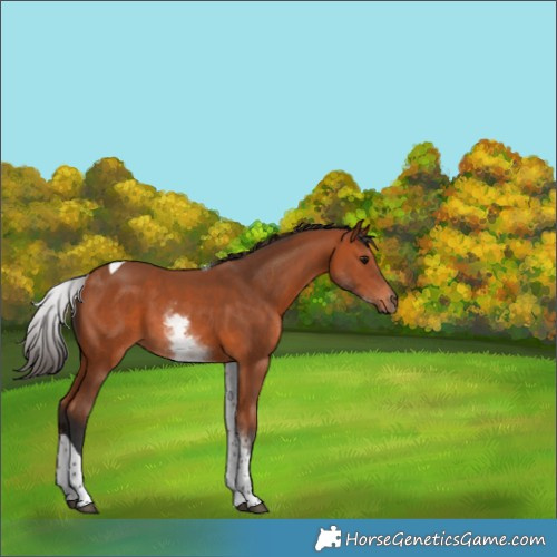 Horse Color:White Spotted Bay Tobiano 
