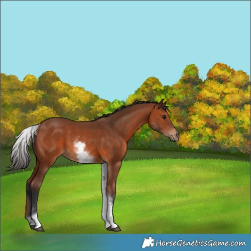 Horse Color:White Spotted Bay 