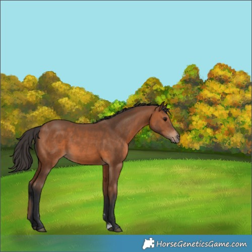 Horse Color:Bay Sabino 