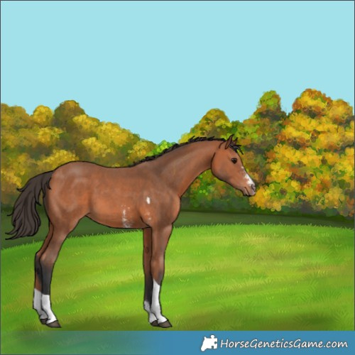Horse Color:Bay Sabino Tobiano 