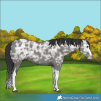 Horse Color:Grullo Ice Splash Tobiano 