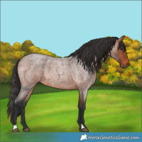Horse Color:Bay Roan 