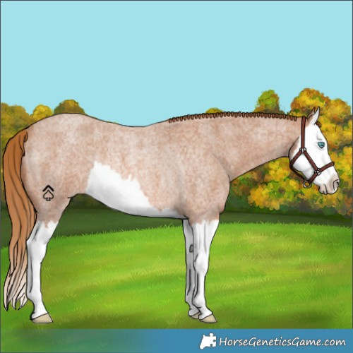 Horse Color:Red Roan Splash Rabicano 