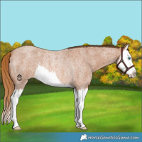 Horse Color:Red Roan Splash Rabicano 