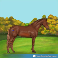 Horse Color:Chestnut 