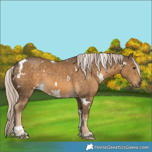 Horse Color:White Spotted Chocolate Palomino Tobiano 