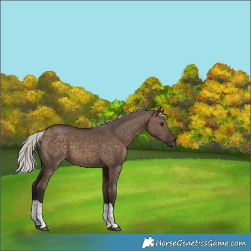 Horse Color:Silver Brown Dun Tobiano 