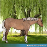 Horse Color:Silver Brown Dun Tobiano 
